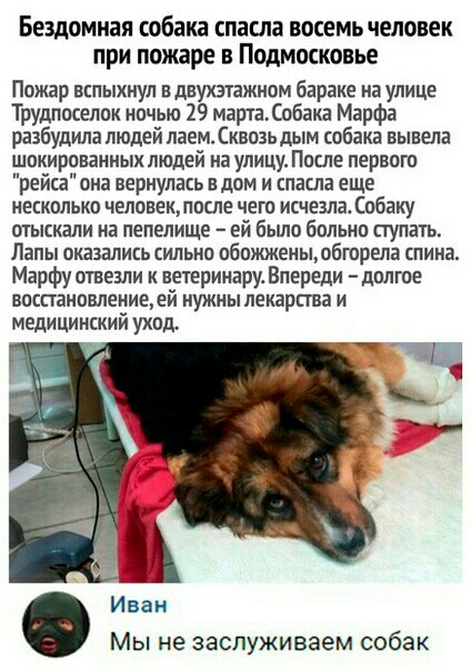 Бездомная собака спасла восемь человек при пожаре в Подмосковье Пожар вспыхнул вдвухэкажиом бараке на улице Трудпоселок ночью 29 мартаілбака Марфа разбудила людей лаемСквозь дым собака вывела шокированиых людей на улицу После первого рейса она вернулась в дом и спасла еще НЕСКОЛЬКО ЧЕЛОВЕКЗШЕ ЧЕГО исчезла Собаку отыскали иа пепелище ей бьшо больно ступать Лапы ШШШИЕЬ СИЛЬНО ОбОЖЖЕИЫЮбГОрЕЛЗ спина 