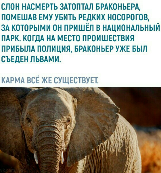 СЛОН НАСМЕРТЬ ЗАТОПТАЛ БРАКОНЬЕРА ПОМЕШАВ ЕМУ УБИТЬ РЕДКИХ НОСОРОГОВ ЗА КОТОРЫМИ ОН ПРИШЁП В НАЦИОНАЛЬНЫЙ ПАРК КОГДА НА МЕСТО ПРОИШЕСТВИЯ ПРИБЫЛА ПОЛИЦИЯ БРАКОНЬЕР УЖЕ БЫЛ СЪЕДЕН ЛЬВАМИ