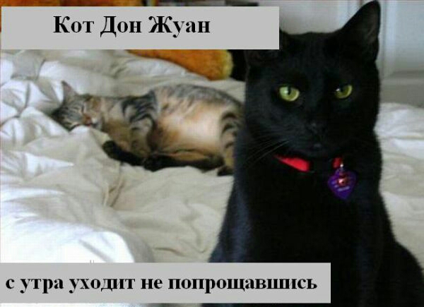 __ Кот дон Жуан утра УХОДИТ не ПОПРОЩНВЦЛЦЁЬ