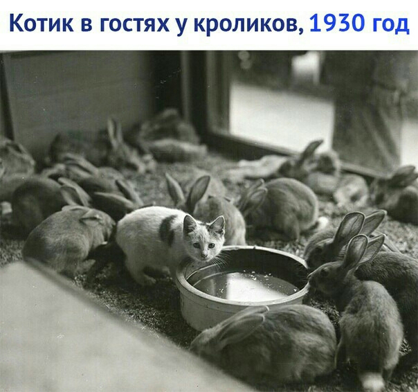 ИК В ГОСТЯХ У КРОЛИКОВ
