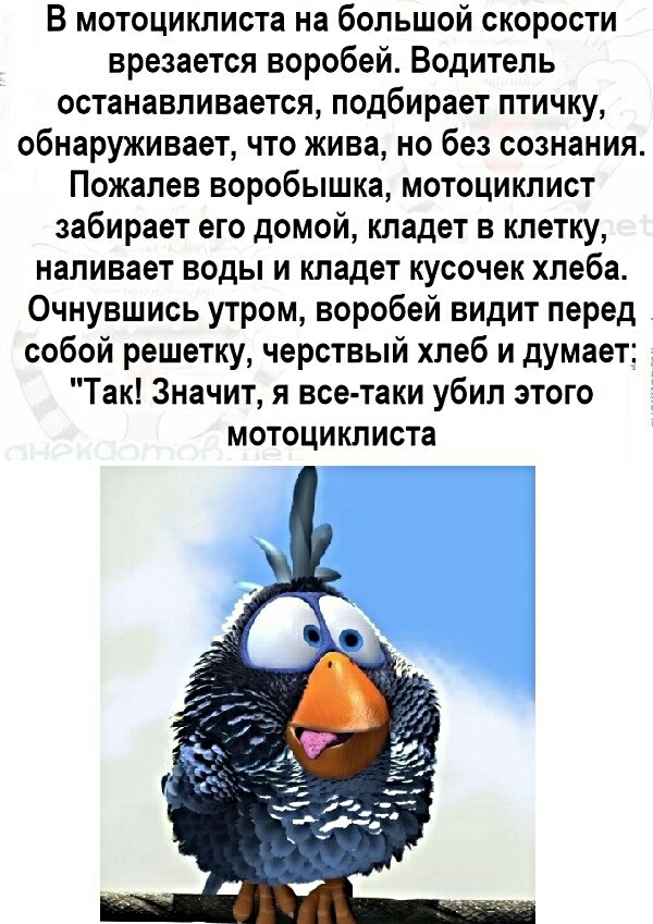 В мотоциклиста на большой скорости врезается воробей Водитель останавливается подбирает птичку обнаруживает что жива но без сознания Пожапев воробышка мотоциклист забирает его домой кладет в клетку наливает воды и кладет кусочек хлеба Очнувшись утром воробей видит перед собой решетку черствый хлеб и думает Так Значит я все таки убил этого МОТОЦИКЛИСТЗ