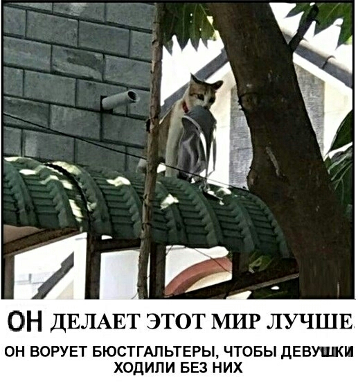 ОН ДЕЛАЕТ ЭТОТ МИР ЛУЧШЕ ОН ВОРУЕТ БЮСТГАПЬТЕРЫ ЧТОБЫ ДЕВУЩИ ХОДИПИ БЕЗ НИХ