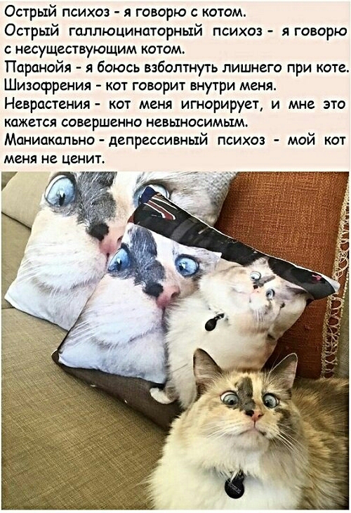 Острый психоз я говорю с котом Острый галлюцинаторный психоз я говорю несуществующим котом Паранойя я боюсь взболтнуть лишнего при коте Шизофрения кот говорит внутри меня Неврастения кот меня игнорирует и мне это кажется совершенно невыносимым Маниакально депрессивный психоз мой кот меня не ЦВНИТ