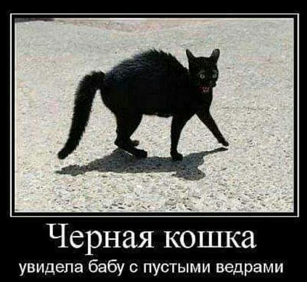 Черная кошка увидела бабу с пустыми ведрами