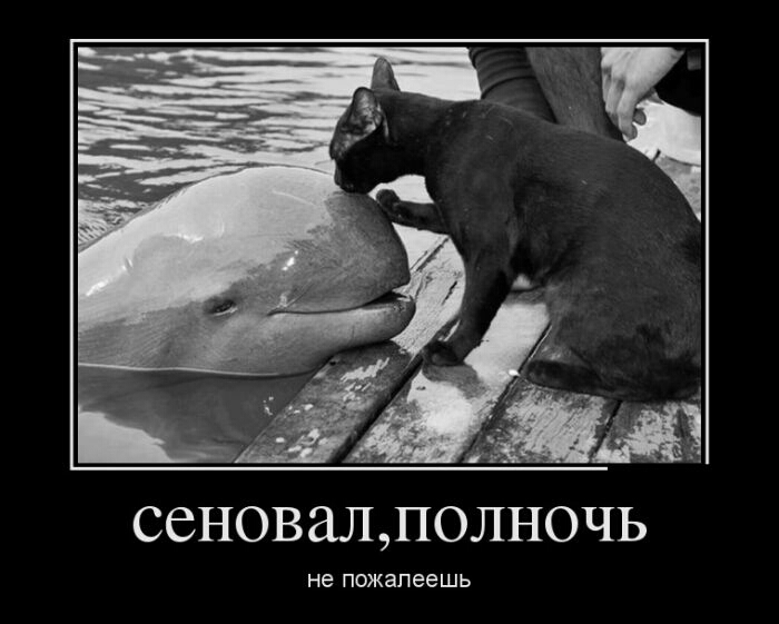 ССНОВЗЛПОЛНОЧЬ не пожалеешь