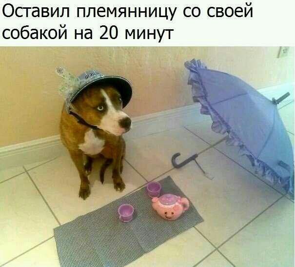 Оставил племянницу со своей собакой на 20 минут