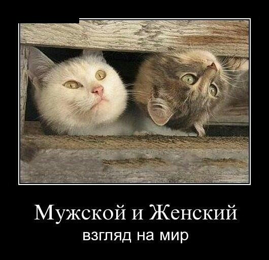 Мужской И Женский взгляд на мир