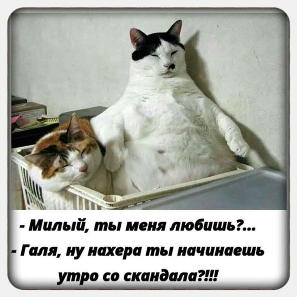 Милый ты меня любишь Галя ну нихера ты начинаешь т а со сказала