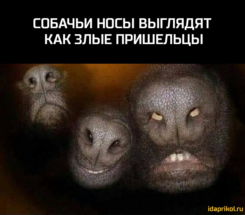 СОБАЧЬИ НОСЫ ВЫГЛЯДЯТ КАК ЗЛЫЕ ПРИШЕЛЬЦЫ іааргіКпіш