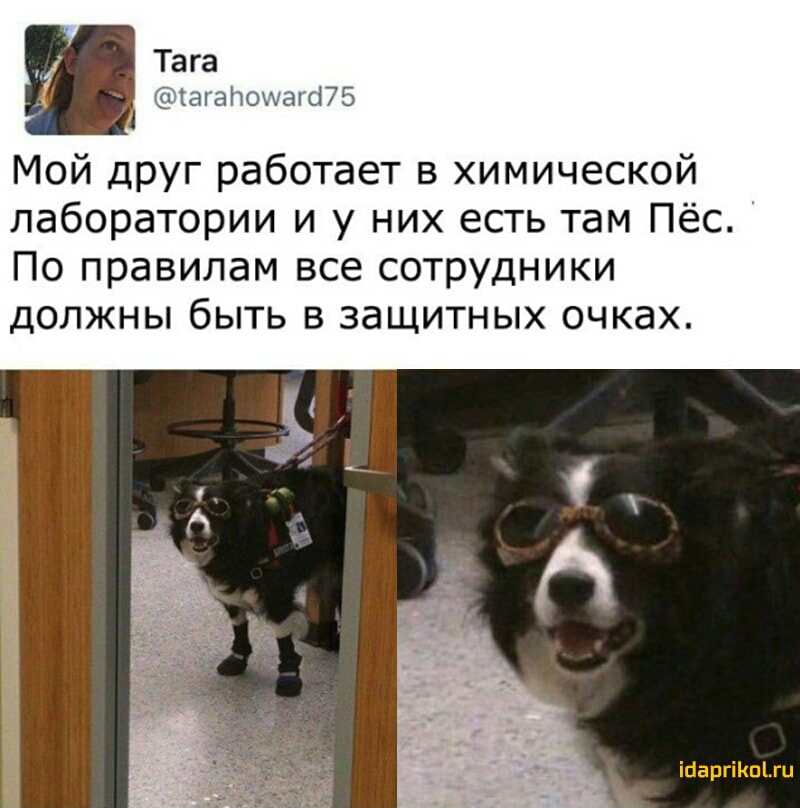 Тага Как аітокюаг 175 Мой друг работает в химической лаборатории и у них есть там Пёс По правилам все сотрудники должны быть в защитных очках