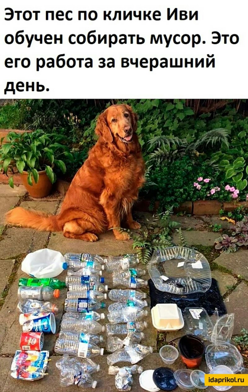 Этот пес по кличке Иви обучен собирать мусор Это его работа за вчерашний день