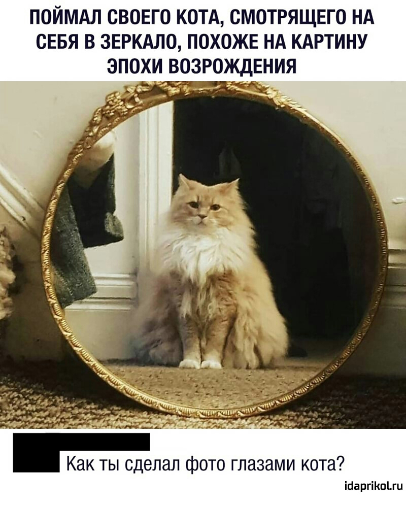 ПОЙМАЛ СВОЕГО КОТА СМОТРЯЩЕГО НА СЕБЯ В ЗЕРКАЛО ПОХОЖЕ НА КАРТИНУ ЭПОХИ ВОЗРОЖДЕНИЯ Как ты сделал фото глазами кота ісіаргіКпіш