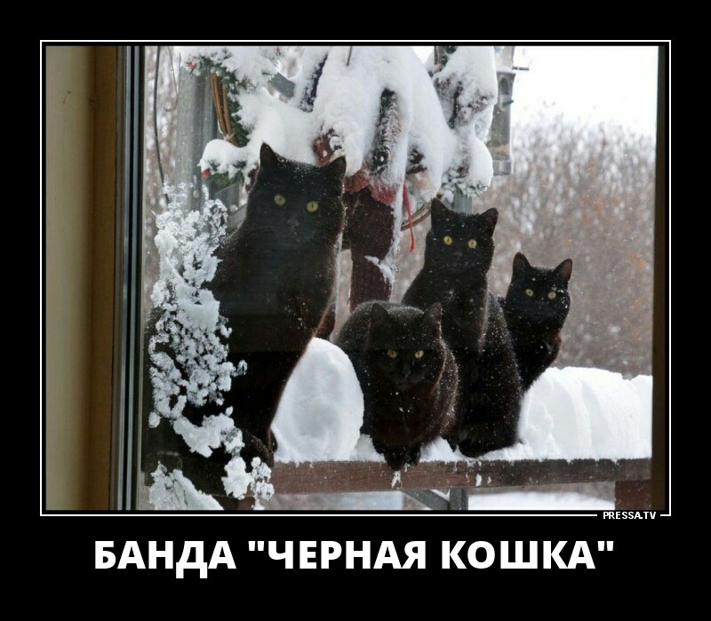Ь м _ БАНдА ЧЕРНАЯ КОШКА