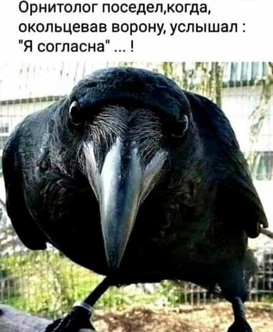 Орнитопог поседелкогда окольцевав ворону услышал Я согласна