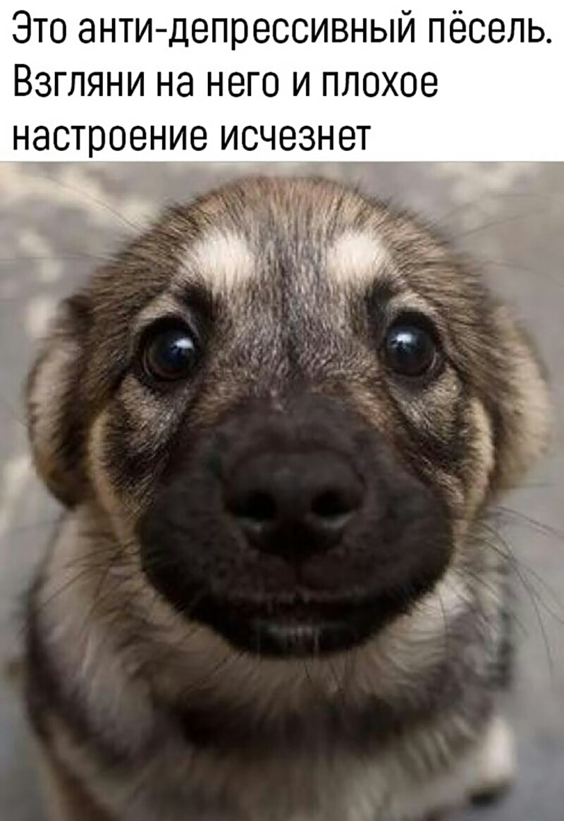 Это анти депрессивный пёсель Взгляни на него и плохое настроение исчезнет