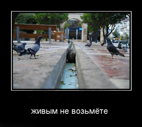 ЖИВЫМ не возьмёте