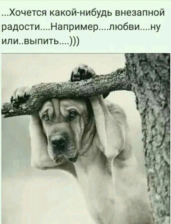 Хочется какой нибудь внезапной радостиНапримерлюбвину иливыпить_