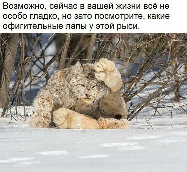Возможно сейчас в вашей жизни всё не особо гладко но зато посмотрите какие офигительные лапы у этой рыси