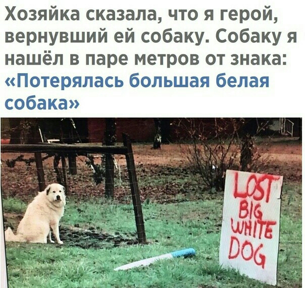 Хозяйка сказала что я герой вернувший ей собаку Собаку я нашёл в паре метров от знака ГЮТСЦЭЯЛПЭСЬ бвшьшая бетаи бака