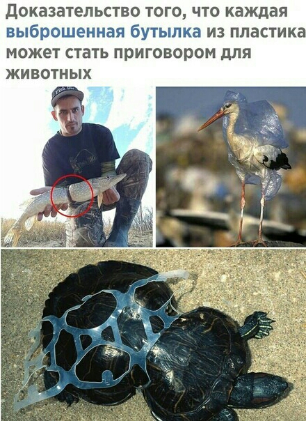 доказательство то 0 что каждая выбюашенная бутылка из пластика МОЖЕТ СТЗТЬ приговором для ЖИВОТНЫХ