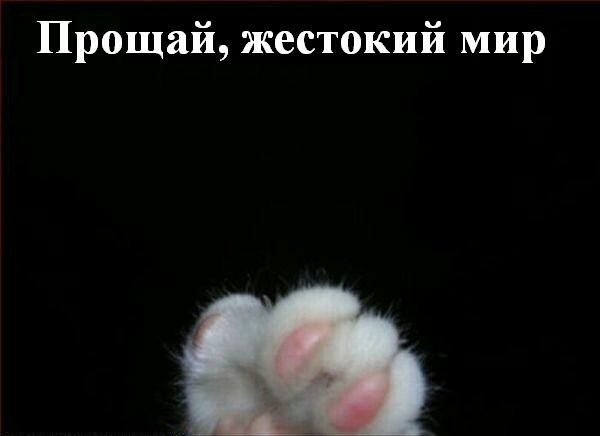 Прощай жестокий мир