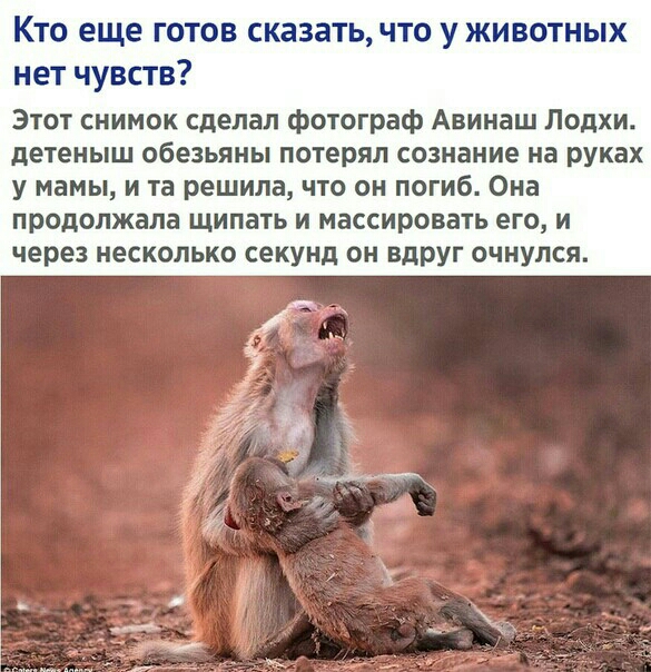 КТО еще ГОТОВ СКЭЗЭТЬ ЧТО У ЖИВОТНЫХ нет чувств Этот снимок сделал фотограф Авинаш Лодхи детеныш обезьяны потерял сознание на руках у мамы и та решила что он погиб Она продолжала щипать и массировать его и через несколько секунд он вдруг очнулся