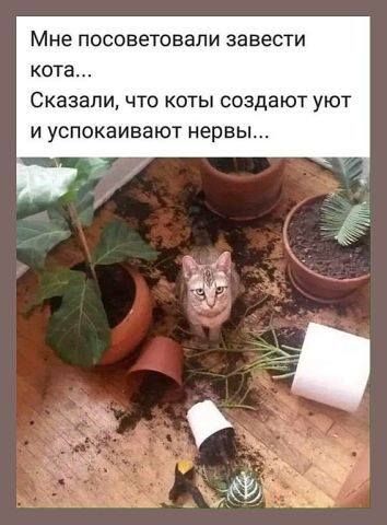 Мне посоветовали завести кота Сказали что коты создают уют И успокаивают нервы
