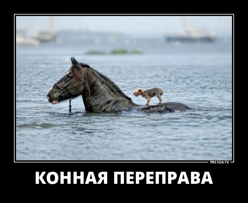 КОННАЯ ПЕРЕПРАВА