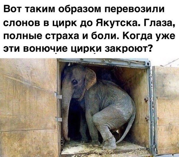 Вот таким образом перевозили слонов в цирк до Якутска Глаза полные страха и боли Когда уже эти вонючие цирк_и закроют