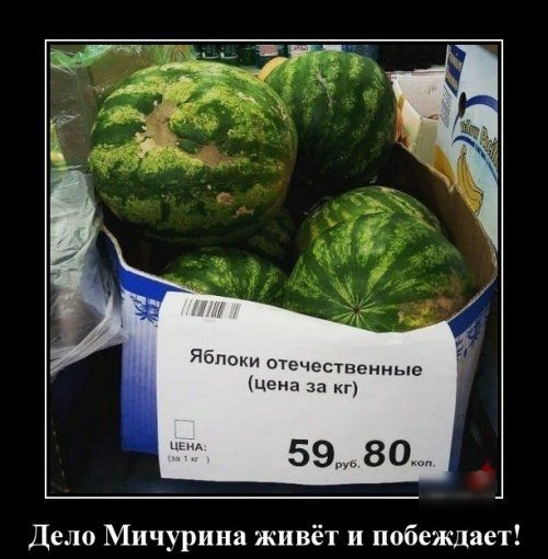 Яопокн отечественные цена за кг 59 80 Дело Мичурина живёт и побеждает