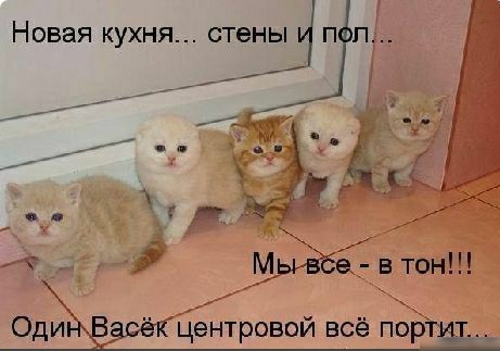 НОВЭЯ КУХНЯ СТЕНЫ П П д