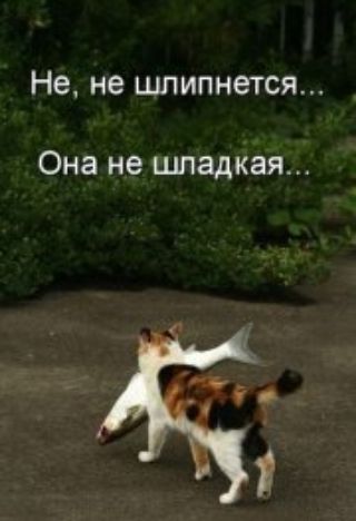 Не не шпипнется Она не шпадкая