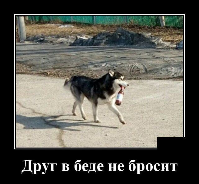 Друг в беде не бросит
