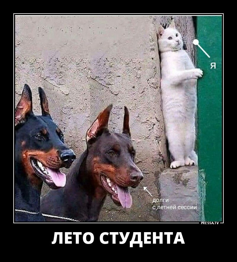 ЛЕТО СТУДЕНТА твц