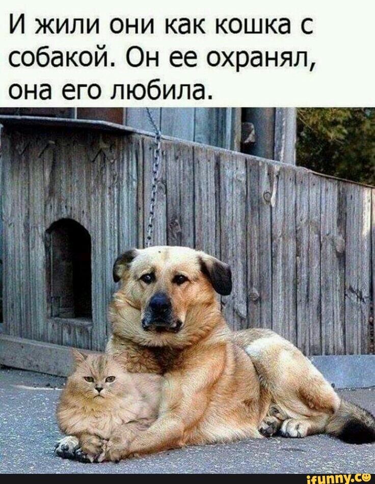 И жили они как кошка с собакой Он ее охранял она его любила