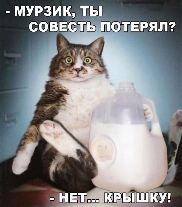 мурзик ты