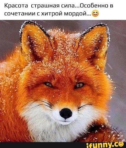 Крвппта страшная сила ПШБЕННП в шчвтании хитрпй мпрдп