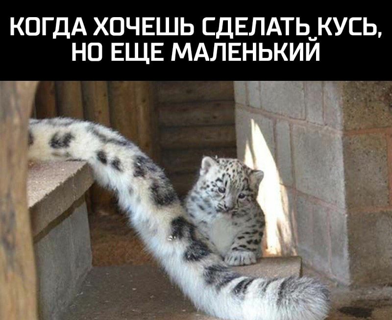 КОГДА ХОЧЕШЬ СДЕЛАТЬ_КУСЬ НП ЕЩЕ МАЛЕНЬКИИ