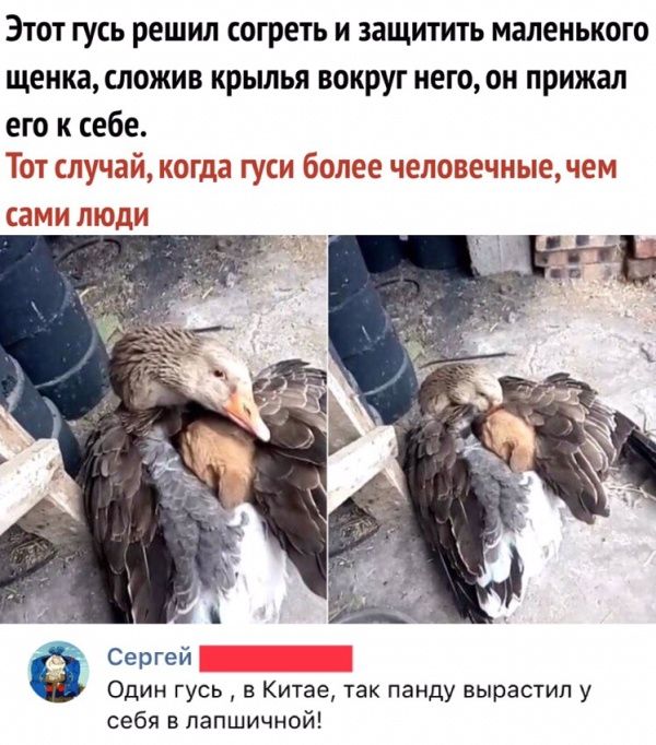 Этот гусь решил согреть и защитить маленького щенка сложив крылья вокруг него он прижал его к себе Тот случай когда гуси более человечигые чем и п поди Сергей Один гусь в Китае так панду вырастил у себя в лапшичной