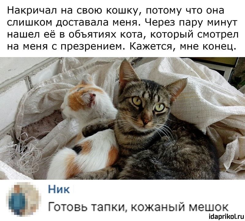 Накричал на свою кошку потому что она слишком доставала меня Через пару минут нашел её в объятиях кота который смотрел на меня с презрением Кажется мне конец Ник тг Готовь тапки кожаный мешок іааргіішыи