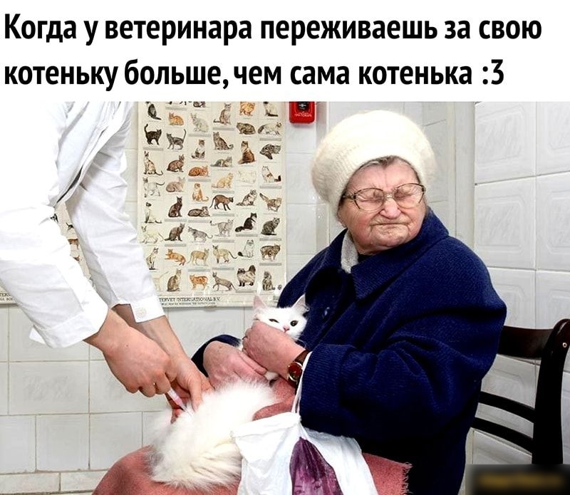когда У ветеринара переживаешь за СВОЮ котеньку больше чем сама котенька 13 _