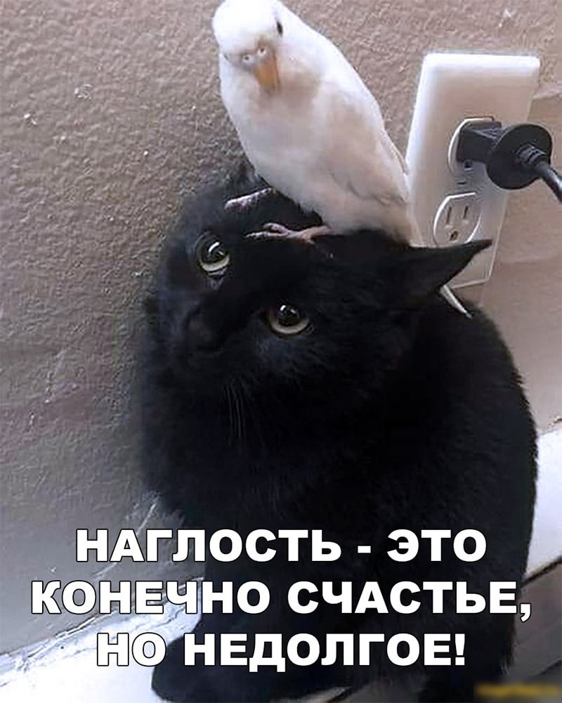 зы лость это чно счдстьв нвдолгоы