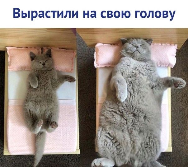 ВЫРЭСТИЛИ на СВОЮ ГОЛОВУ в
