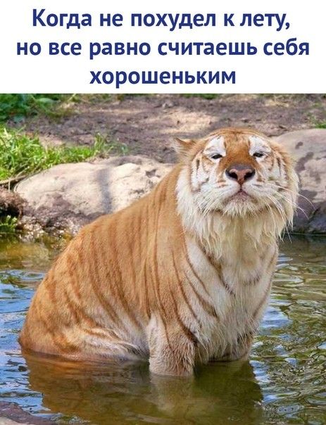 Когда не похудел к лету НО все равно СЧИТЗЕШЬ себя ХОРОШЕНЬКИМ