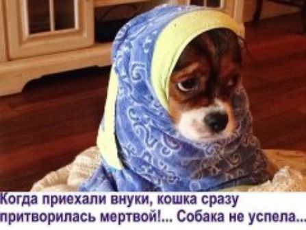 дъ огда прно хапи ппу уошыа сразу притворнпась мсртпои Собака не успела