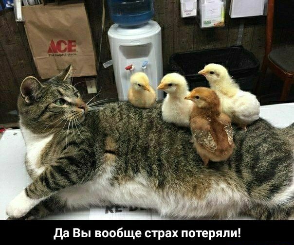да Вы вообще страх потеряли