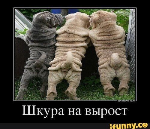 бЦППУ СФ
