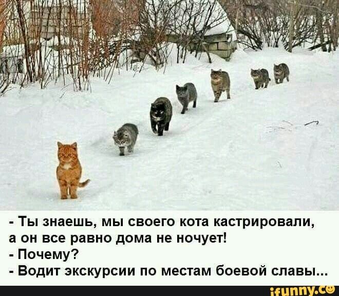 ЁЁ Ты знаешь мы своего кота кастрировали а он все равно дома не ночует Почему Водит экскурсии по местам боевой славы