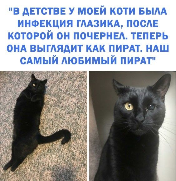 В АЕТСТВЕ У МОЕЙ КОТИ БЫАА ИНФЕКЦИЯ ГААЗИКА ПОСАЕ КОТОРОЙ ОН ПОЧЕРНЕА ТЕПЕРЬ онд ВЫГАЯдИТ кдк пирдт ндш сдмый АЮБИМЫЙ ПИРАТ