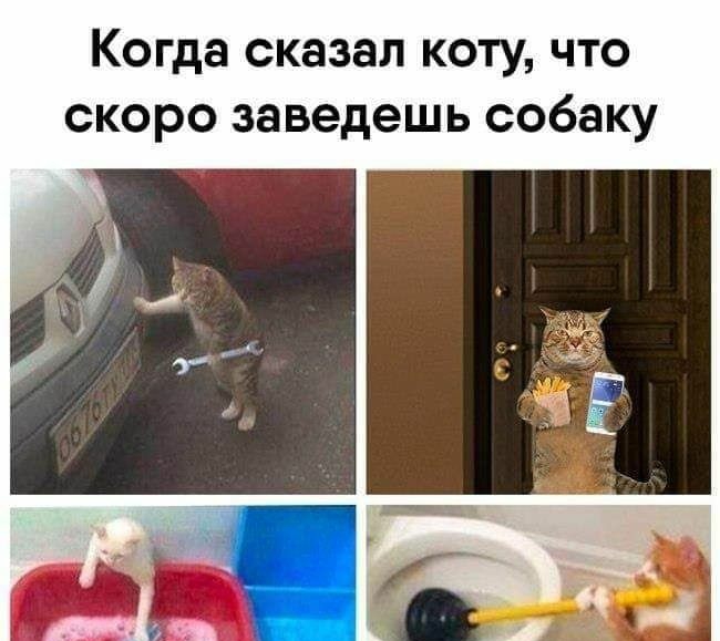 Когда сказал коту что скоро заведешь собаку